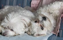 CRITTERS: CATS Gallery
